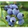 Blueberry Anthocyanin(Jesslie@Snowlotusbiotech.Com)
